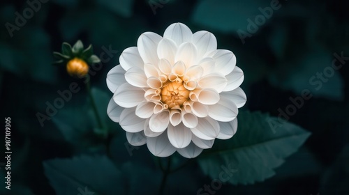  A close-up of a white dahlia with fluffy petals placed on a dark forest green background photo