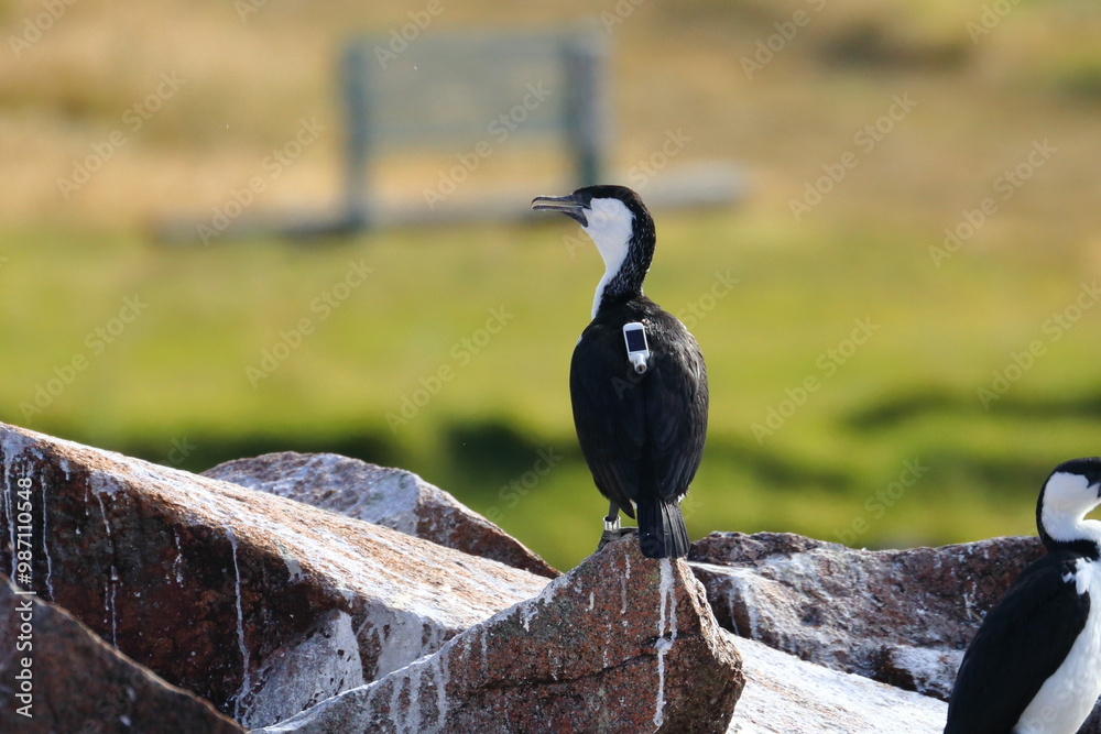 Obraz premium Black-faced cormorant