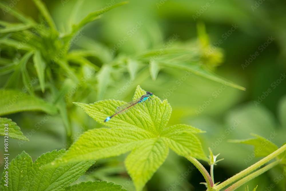 A male common bluetail (Senegal golden dartlet, Ischnura senegalensis) damselfly on a green leaf. A male common bluetail (Senegal golden dartlet, Ischnura senegalensis) damselfly on a green leaf.