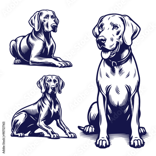 A Collection of Weimaraner Silhouettes, Weimaraner dog Standing silhouette Design, Dog Clipart vector illustration in black and white
Vintage illustration of a pointer dog breed, retro style monohrome