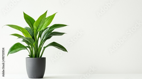 Green plant in vase on white background with text space Image has noise and grain