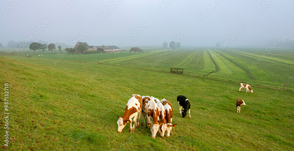 spotted red and white calves in green meadow seen from river dike in holland spotted red and white calves in green meadow seen from river dike in holland