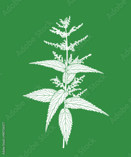 Nettle plant. Isolated nettle on green background