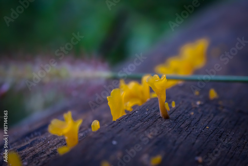 Fan-shaped jelly fungus (Dacryopinax spathularia (Schwein.) G.W. Martin) photo