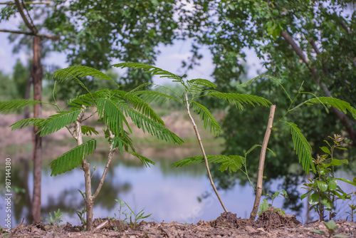 Acacia pennata (L.) Willd. photo