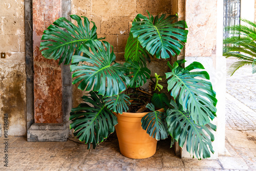 Große Monstera Deliciosa Pflanze in einem Innenhof in Palma de Mallorca auf Mallorca Spanien