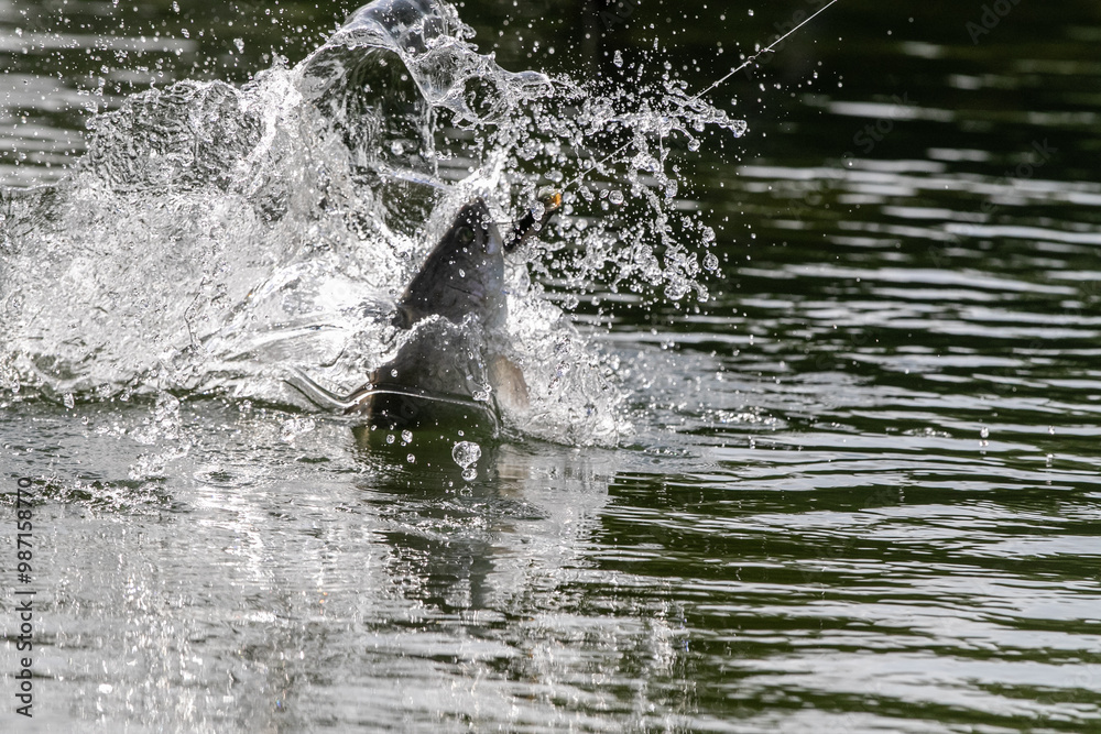 Fototapeta premium Lure fishing for Asian sea bass or Barramundi