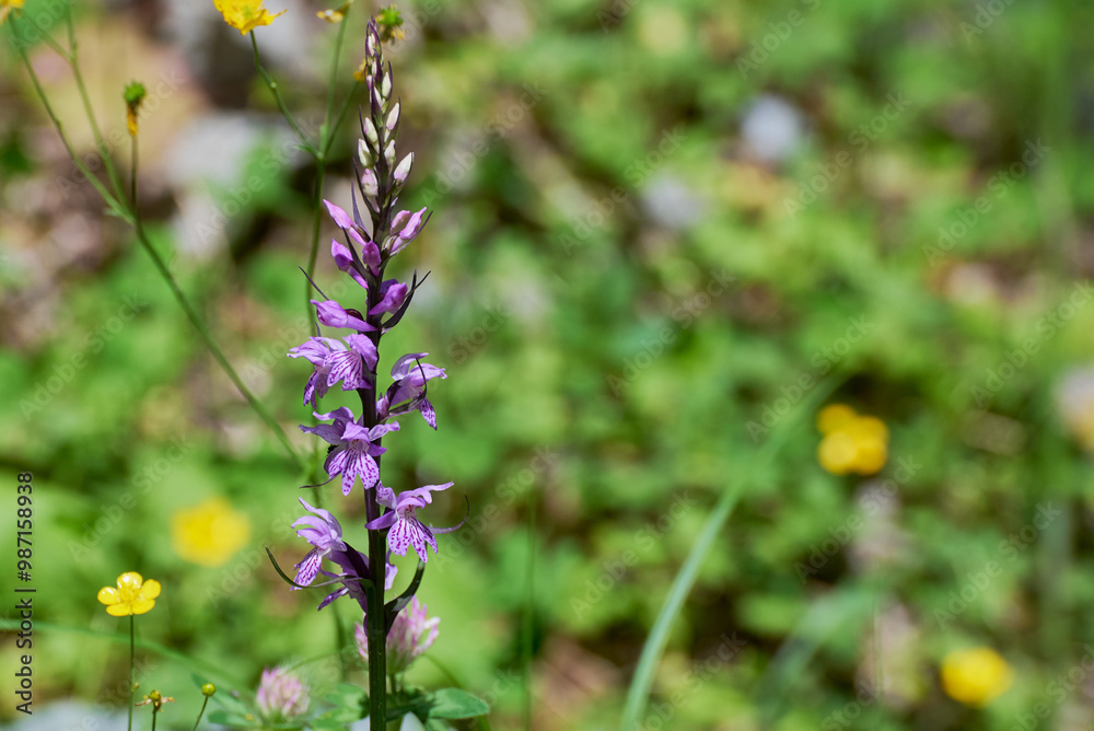 Dactylorhiza maculata, known as the heath spotted-orchid or moorland spotted orchid close up, macro photo Dactylorhiza maculata, known as the heath spotted-orchid or moorland spotted orchid close up, macro photo