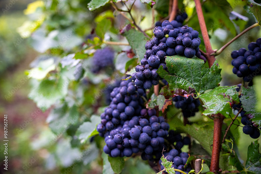 Vendanges en cours de réalisation par des hommes et femmes Vendanges en cours de réalisation par des hommes et femmes