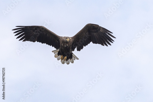 The white tailed eagle in a natural habitat.