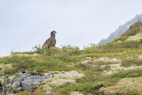 The white tailed eagle in a natural habitat.