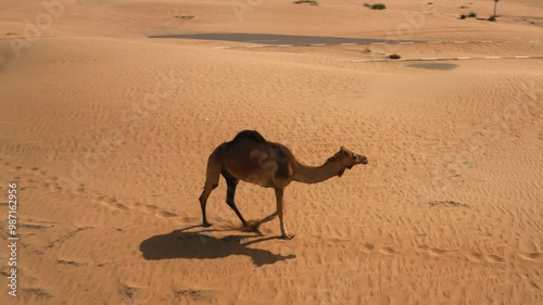 Wallpaper Mural Drone view of a dromedary camel walking in desert dunes of United Arab Emirates Torontodigital.ca