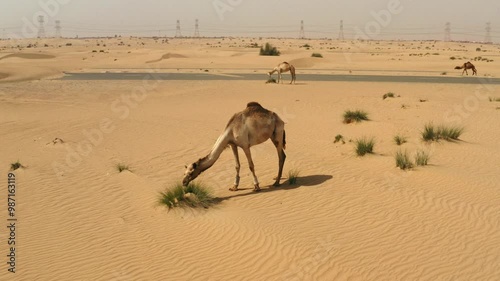 Wallpaper Mural Dromedary camel eating grass in the UAE desert dunes, view from drones perspective Torontodigital.ca