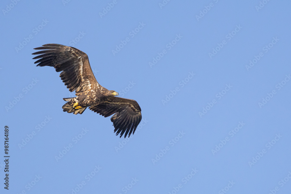 The white tailed eagle in a natural habitat. The white tailed eagle in a natural habitat.