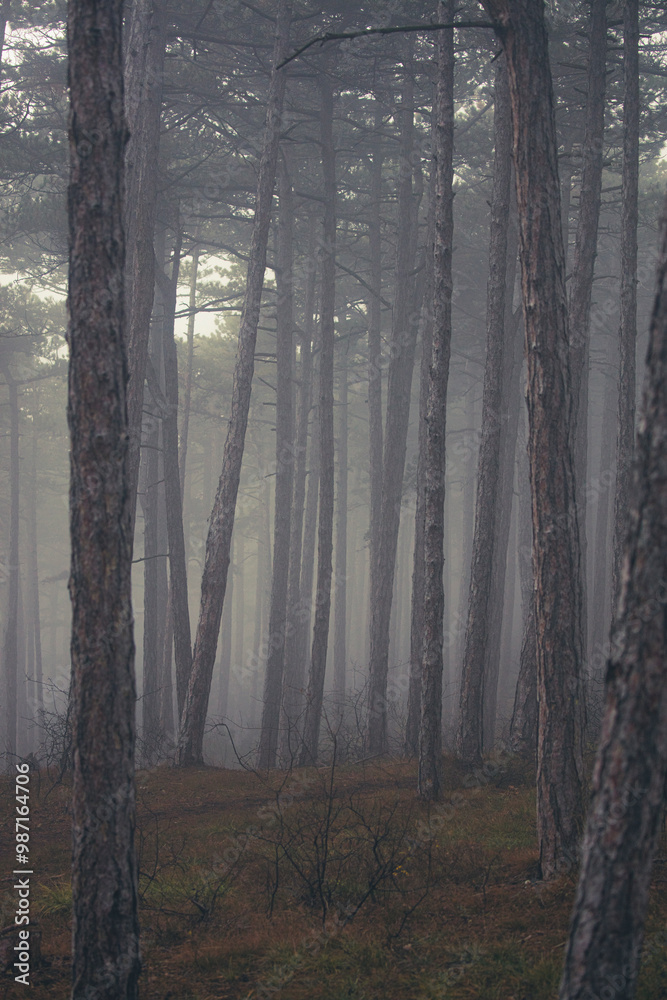 misty autumn forest in the morning misty autumn forest in the morning