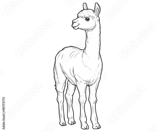 Alpaca silhouette vector, llama line art vector, animal vector