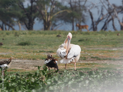 Pink pelicans surrounded by the native fauna of Lake Naivasha, Kenya. A paradise for herbivores and birds photo