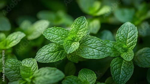 Fresh Green Mint Leaves.