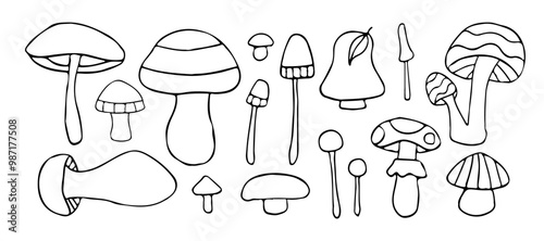 A collection of hand-drawn mushroom illustrations featuring various species. Ideal for botanical, nature, and foraging designs. Perfect for autumn or wild forest themes.