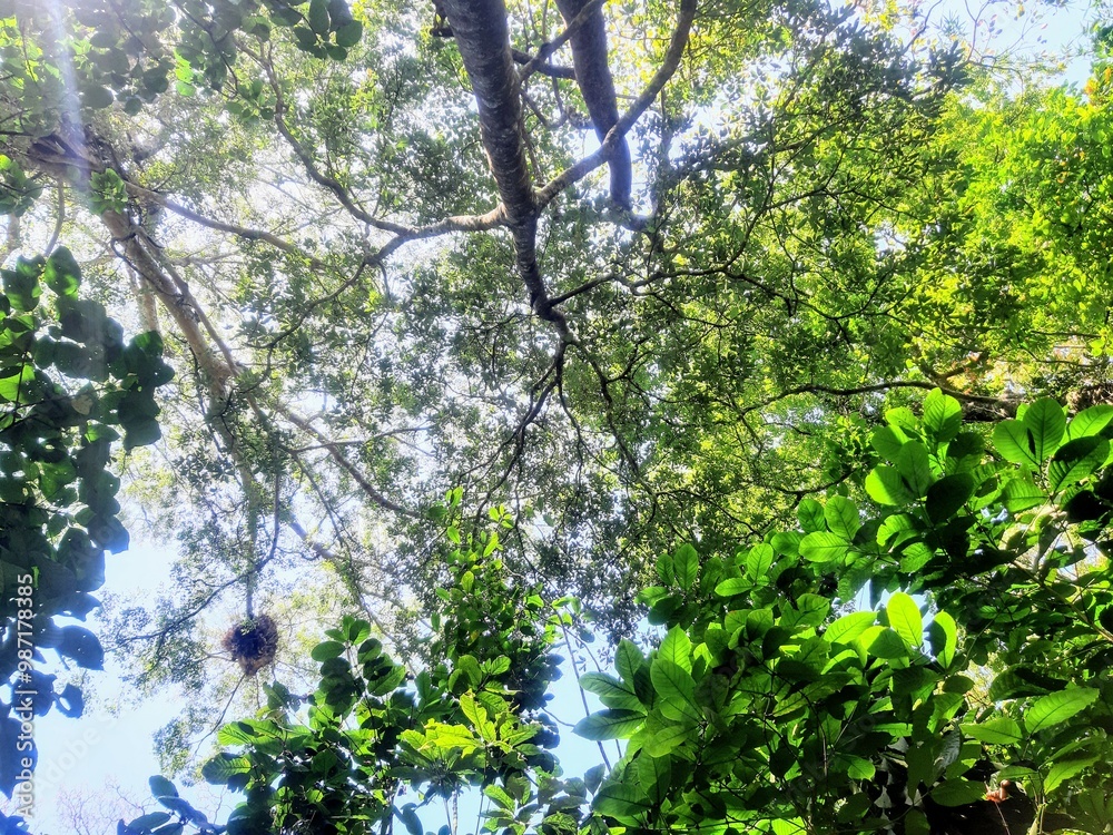 Fototapeta premium leaves in the forest
