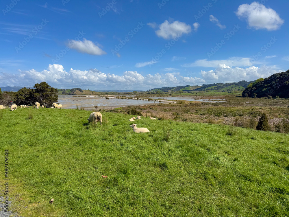 Fototapeta premium Sheep in a public park in New Zealand. Green grass field on a spring day. Duder Park.