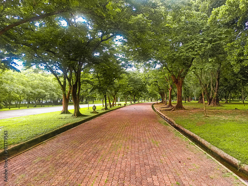 Fototapeta Naklejka Na Ścianę i Meble -  A walking path in a park with big trees on both sides.