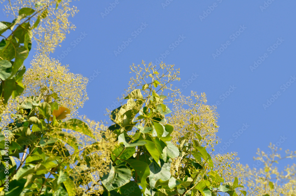 Tectona grandis, Teak or LAMIACEAE or teak plant or teak seed teak and flower Tectona grandis, Teak or LAMIACEAE or teak plant or teak seed teak and flower