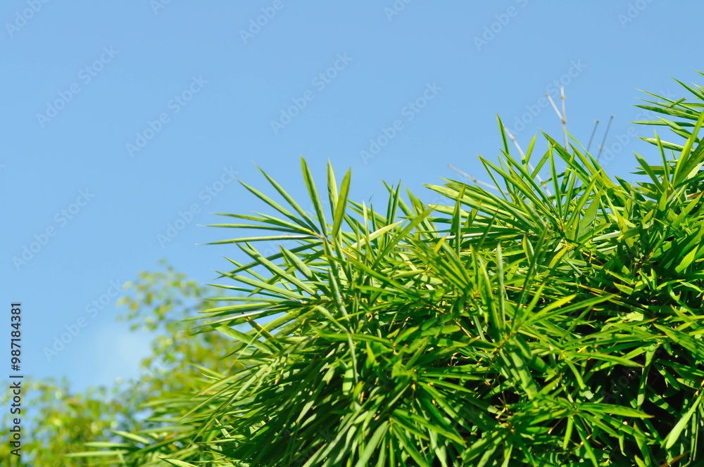 Bamboo, GRAMINEAE or POACEAE or Bambusa arundinacea Willd or Thorn Bamboo or Spiny Bamboo or Bambusa vulgaris schrad or Feathery Bamboo or Dendrocalamus strictus Nees and sky Bamboo, GRAMINEAE or POACEAE or Bambusa arundinacea Willd or Thorn Bamboo or Spiny Bamboo or Bambusa vulgaris schrad or Feathery Bamboo or Dendrocalamus strictus Nees and sky
