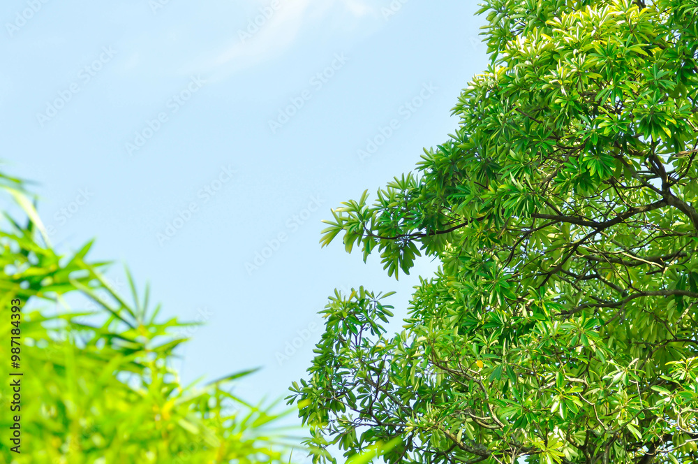 Dita, Devil Tree or Alstonia scholaris and sky Dita, Devil Tree or Alstonia scholaris and sky