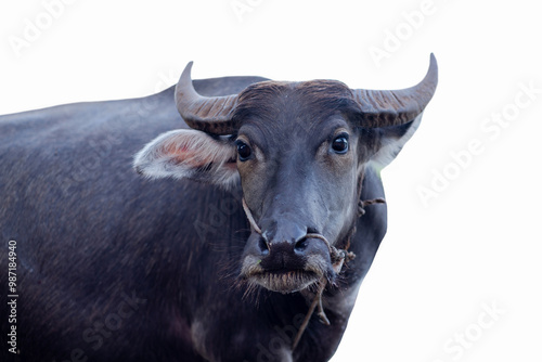 Close up of water buffalo Isolated from white background witih clipping path.