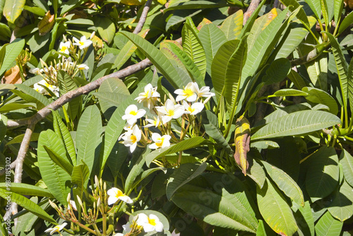 Close up view of Plumeria alba photo