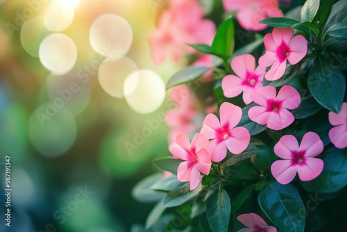 beautiful vinca flower in the garden , ai