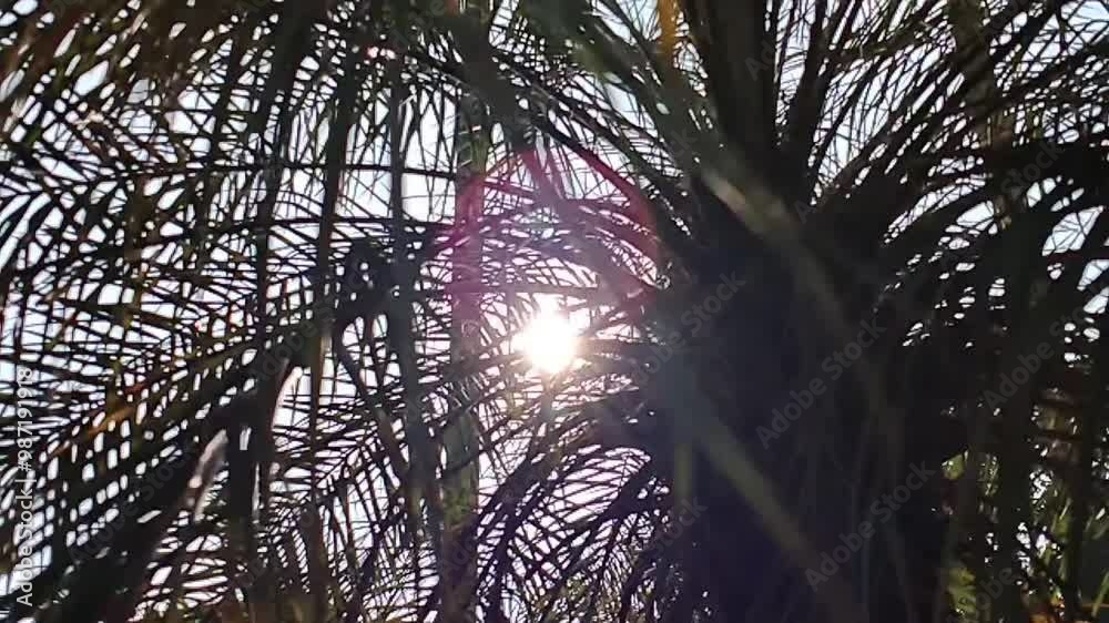 low angle footage Palm trees with sun beams on a bright sunny day. Palm ...