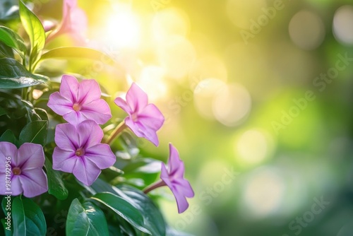 beautiful vinca flower in the garden , ai