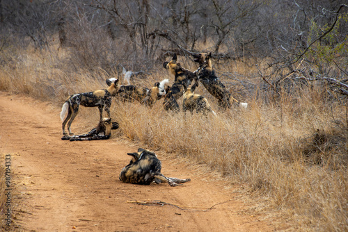 Wild Dogs, Klaserie Reserve, Greater Kruger South Africa photo