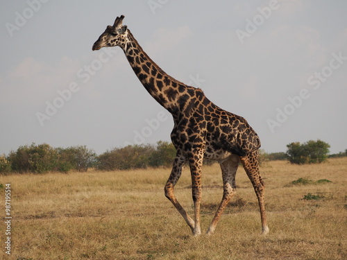 Giraffe walking through the middle of the savannah of the Massai Mara National Park Reserve in the evening light, and close-up of its head