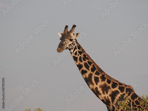 Giraffe walking through the middle of the savannah of the Massai Mara National Park Reserve in the evening light, and close-up of its head photo