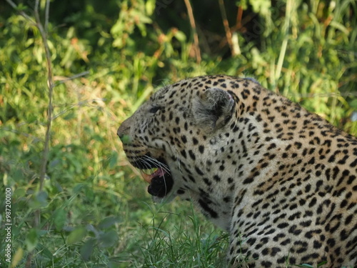 Big wild male leopard Fine art close up or portrait sitting in the forest with eye contact in Massai Mara national park, Kenya