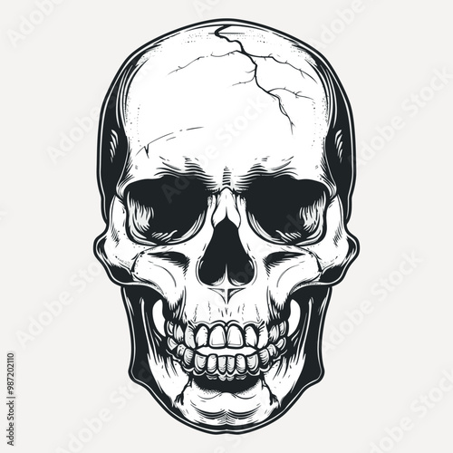 Detailed monochrome skull illustration