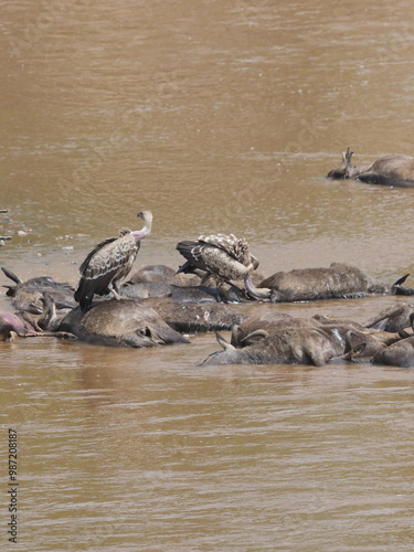 Vulture eating dead wildebeest at the Mara River in the Masai Mara photo