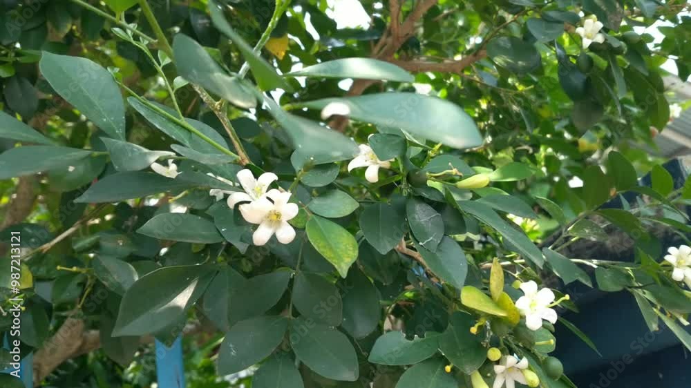 Murraya paniculata, commonly known as orange jasmine, orange jessamine, china box or mock orange blooming in the garden. Murraya paniculata, commonly known as orange jasmine, orange jessamine, china box or mock orange blooming in the garden.