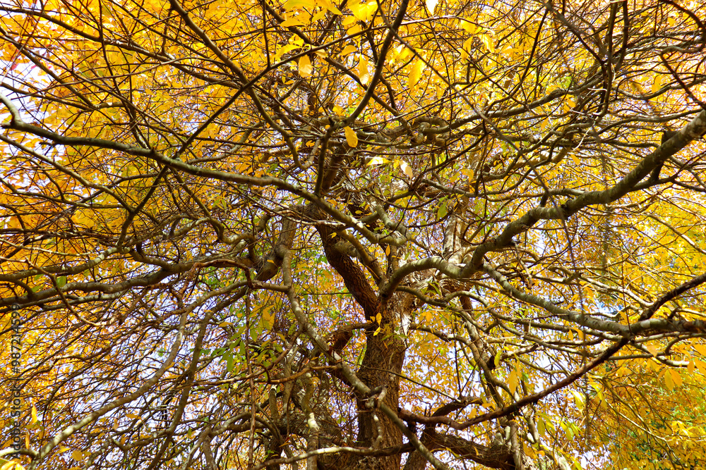 Yellow Yellow
