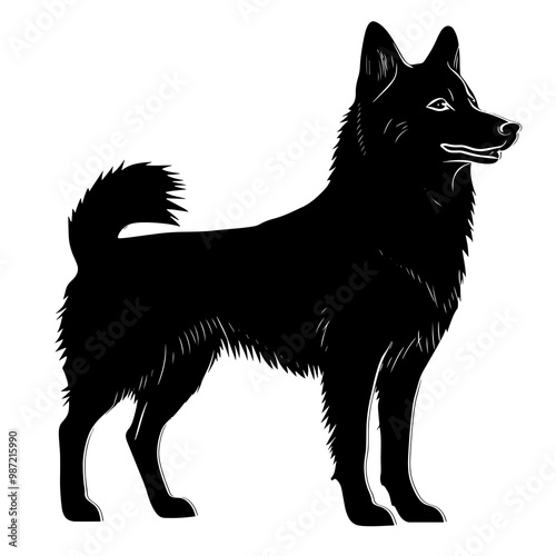 silhouette of a west siberian laika