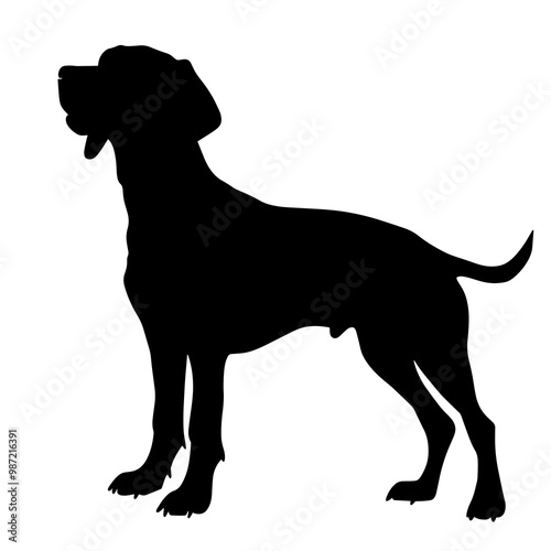 silhouette of a wirehaired vizsla