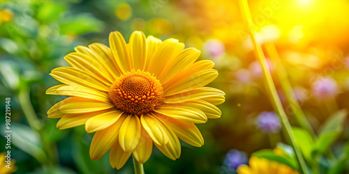 Bright and cheerful yellow sunny oxeye daisy in a vibrant garden setting, sunny, oxeye daisy, flower, nature, garden, yellow, vibrant photo