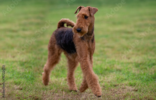Airedale Terrier dog moving on grass