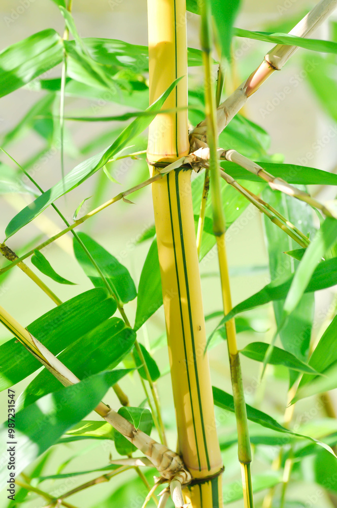 Obraz premium Bamboo, GRAMINEAE or POACEAE or Bambusa arundinacea Willd or Thorn Bamboo or Spiny Bamboo or Bambusa vulgaris schrad or Feathery Bamboo or Dendrocalamus strictus Nees