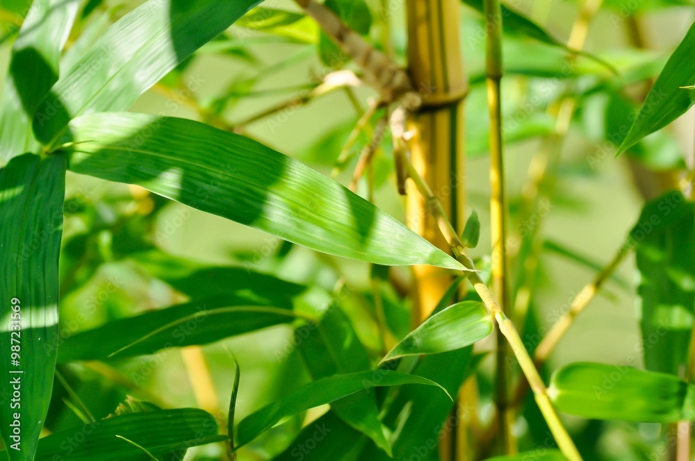 Bamboo, GRAMINEAE or POACEAE or Bambusa arundinacea Willd or Thorn Bamboo or Spiny Bamboo or Bambusa vulgaris schrad or Feathery Bamboo or Dendrocalamus strictus Nees Bamboo, GRAMINEAE or POACEAE or Bambusa arundinacea Willd or Thorn Bamboo or Spiny Bamboo or Bambusa vulgaris schrad or Feathery Bamboo or Dendrocalamus strictus Nees