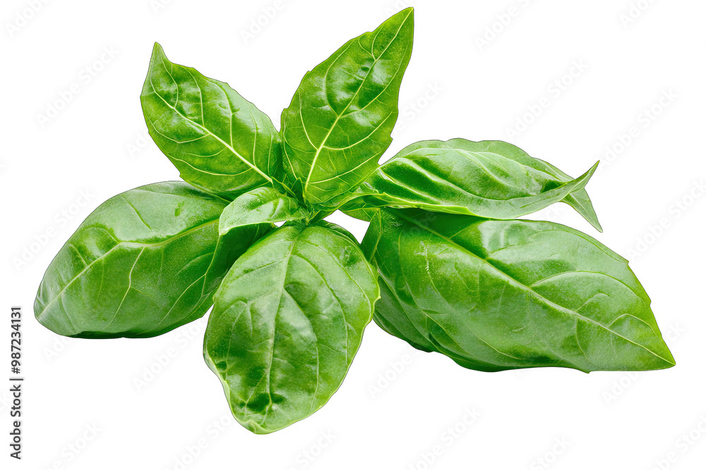 Fototapeta premium Fresh basil leaves displayed beautifully, perfect for culinary and herbal themes in photography.