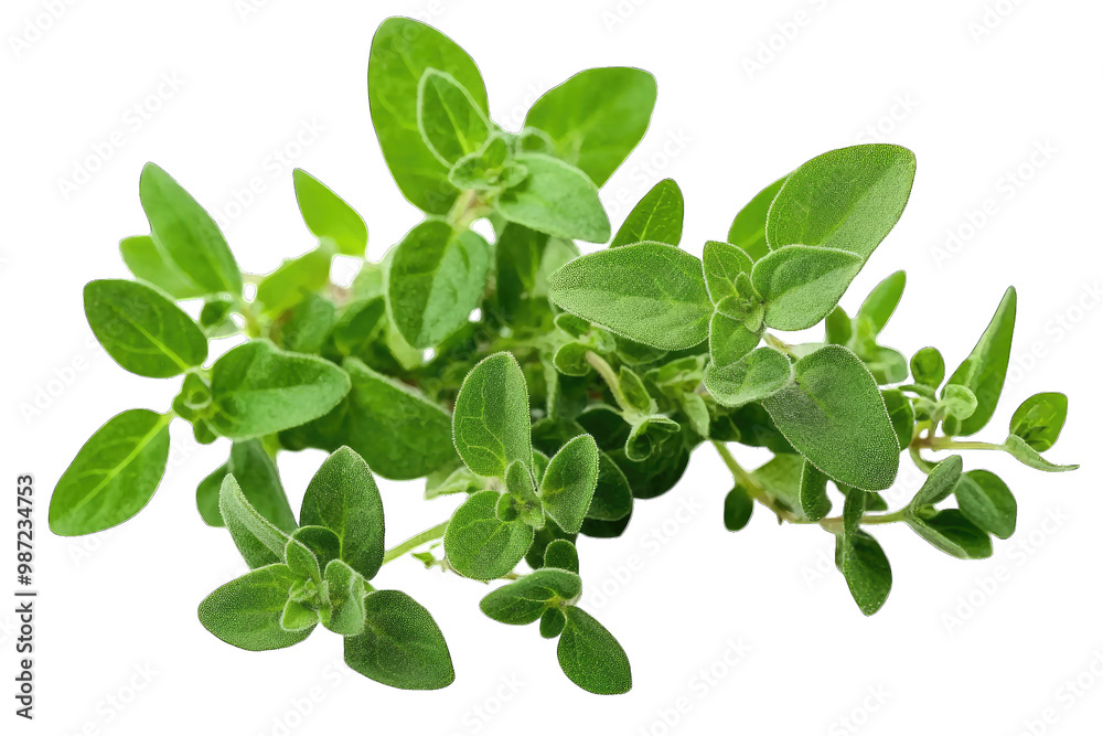 Fresh oregano leaves ideal for culinary use, garnishing, and flavoring dishes, showcasing vibrant green colors and textures.